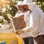 Beekeepers gathering honey